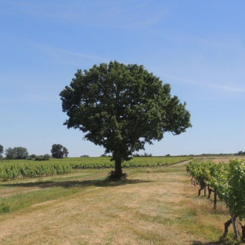 Plantez des arbres