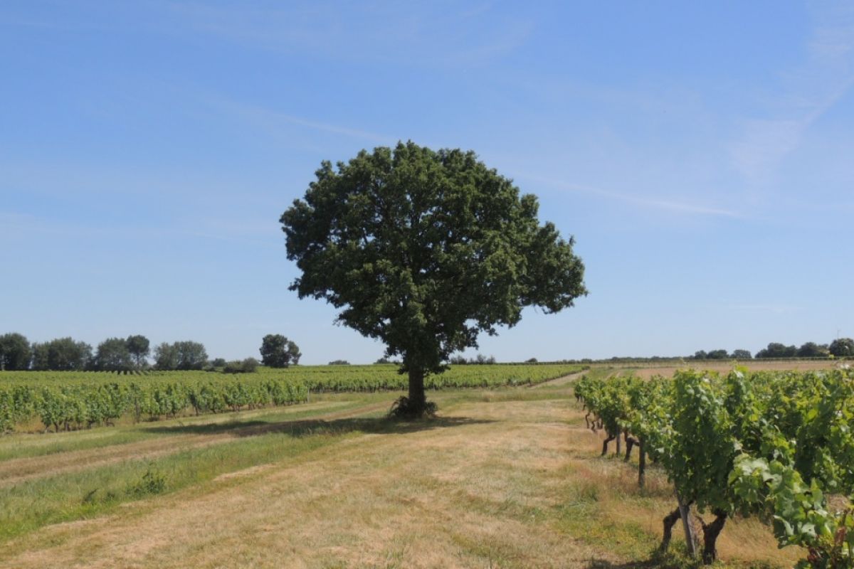 Des Arbres pour la Vie