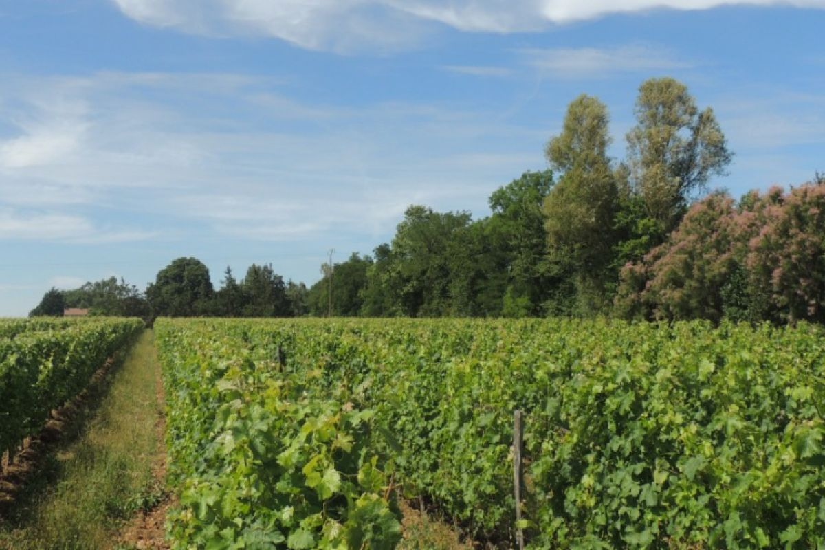 Des Arbres pour la Vie