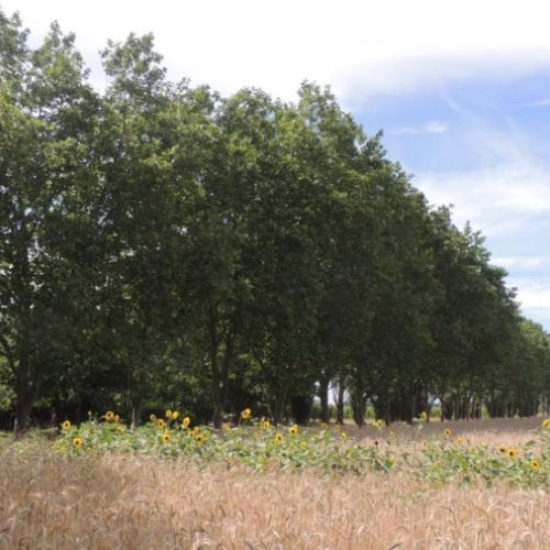 Des Arbres pour la Vie