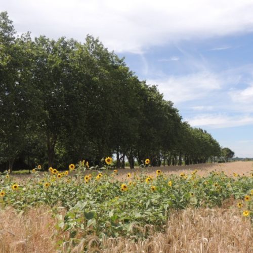 Des Arbres pour la Vie